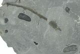 Pennsylvanian Fossil Fern (Macroneuropteris) Plate - Kentucky #248123-2